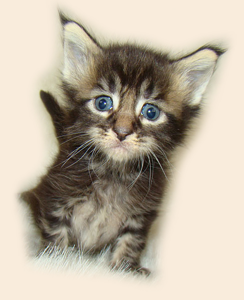     Catsvill County!   !    !       !!!    Catsvill County +7-926-544-74-09     .   ,   ,   ,    ,   ,  ,     ,   -,    ,   !
